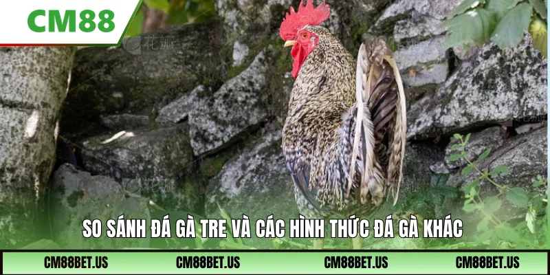 So sánh đá gà tre và các hình thức đá gà khác